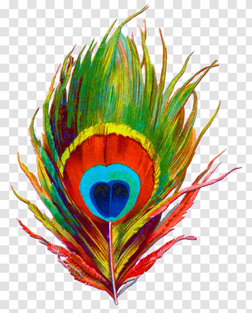 Krishna Bird Feather Peafowl Clip Art - Peacock Transparent PNG
