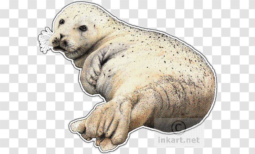 Sea Lion Walrus Harbor Seal Pinniped Drawing - Terrestrial Animal Transparent PNG
