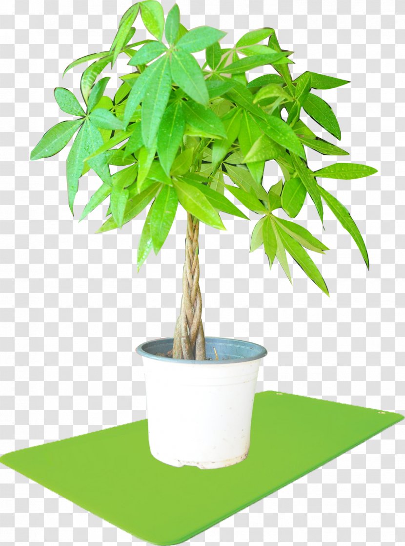 Houseplant Flowerpot Streptocarpus Self-pollination - Plant Transparent PNG