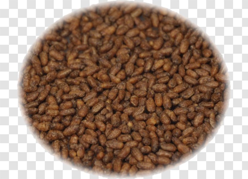 Seed Grain - Thangka Transparent PNG
