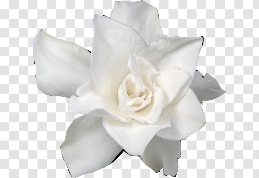 Garden Roses Cut Flowers Gardenia Wedding Ceremony Supply - Blanc Transparent PNG