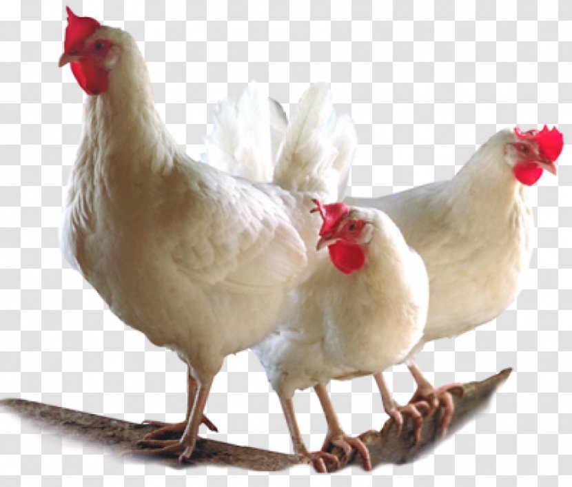Broiler Chicken Bird Poultry Farming Transparent PNG