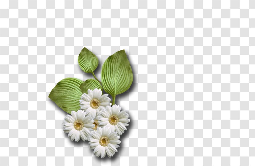 Cut Flowers Petal - Papatya Transparent PNG
