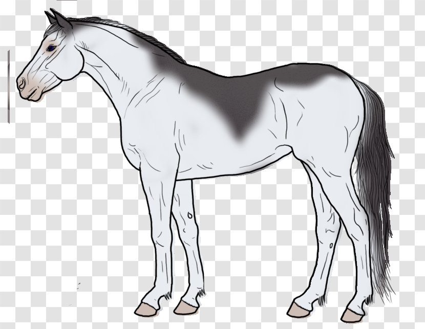 Mustang Line Art Mane Drawing Pony - Colt Tail Transparent PNG