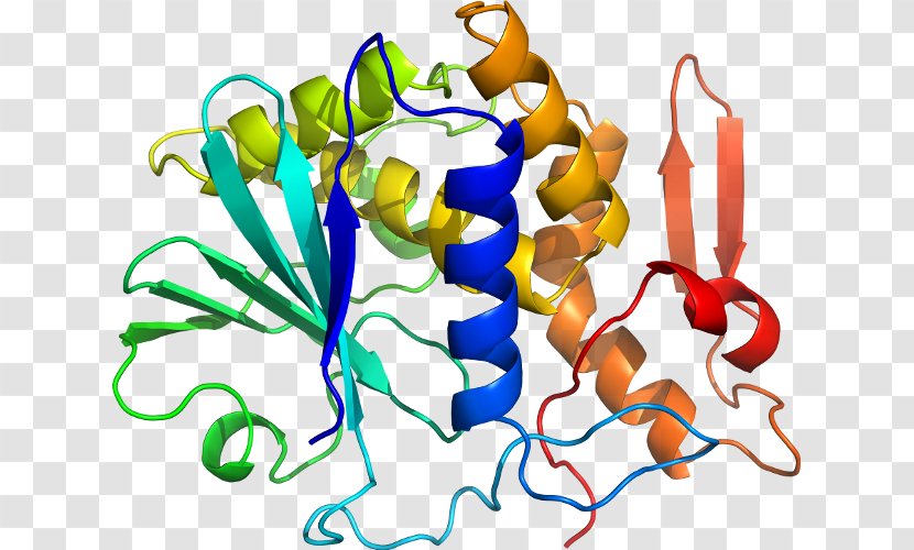 Lectin Mistletoe Protein Plant Cytotoxicity - Artwork Transparent PNG