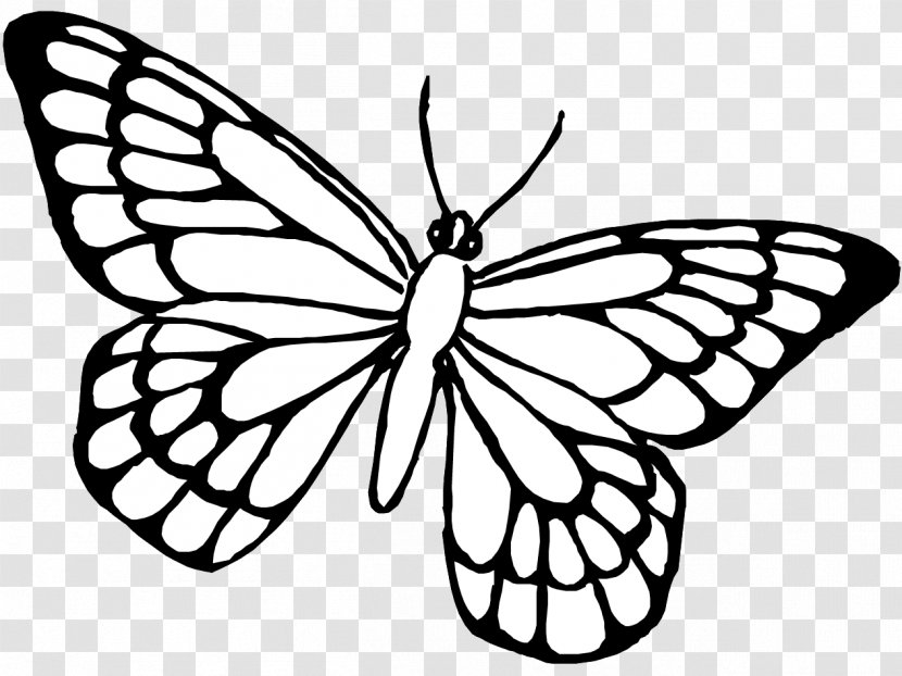 Butterfly Drawing Coloring Book Insect - Membrane Winged - 85 Transparent PNG