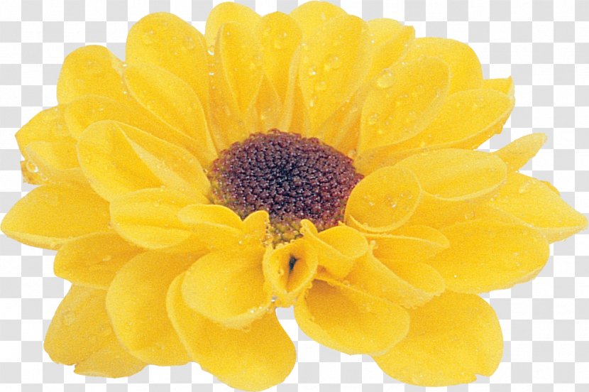 Flower Petal Chrysanthemum Email - Fotki - Pollen Transparent PNG