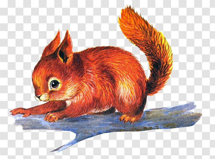 Chipmunk Drawing Red Squirrel Clip Art - Fauna - Ardilla Transparent PNG