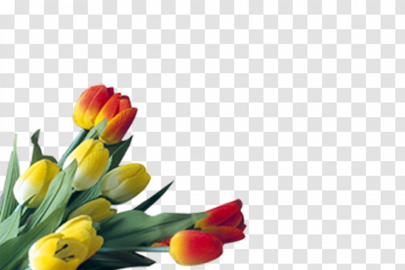Tulip Floral Design Cut Flowers Plant Stem Bud - Floristry Transparent PNG