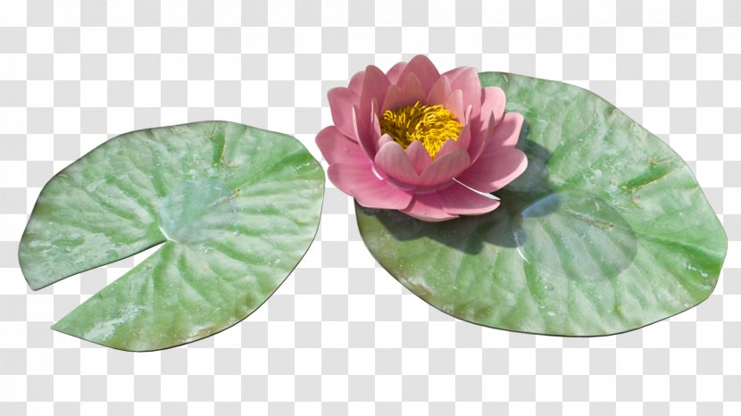 Water Lilies Lilium Clip Art - Plate - Lily Transparent PNG