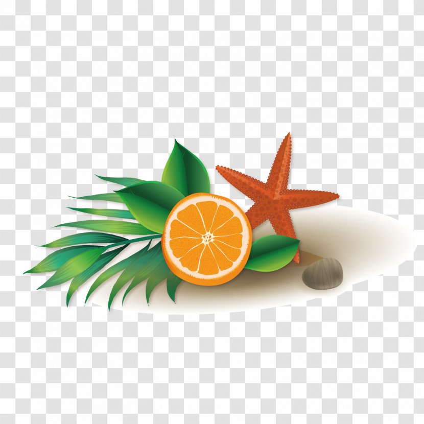 Euclidean Vector - Food - Starfish Decoration Transparent PNG