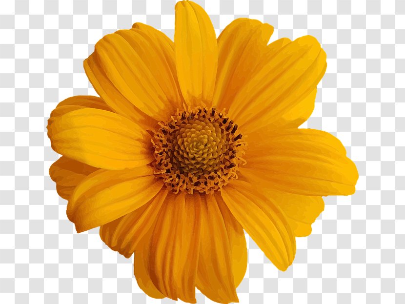 Image Clip Art Flower Houston - Sunflower Seed Transparent PNG