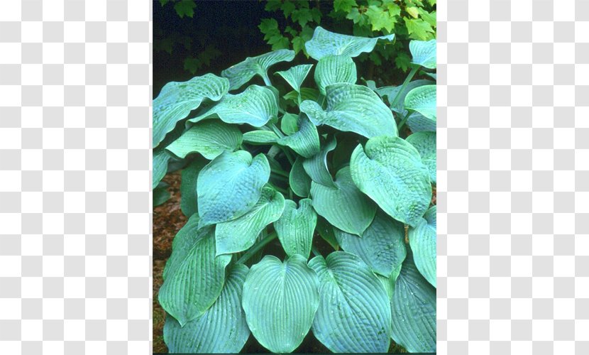 Leaf Petal Groundcover Turquoise Transparent PNG
