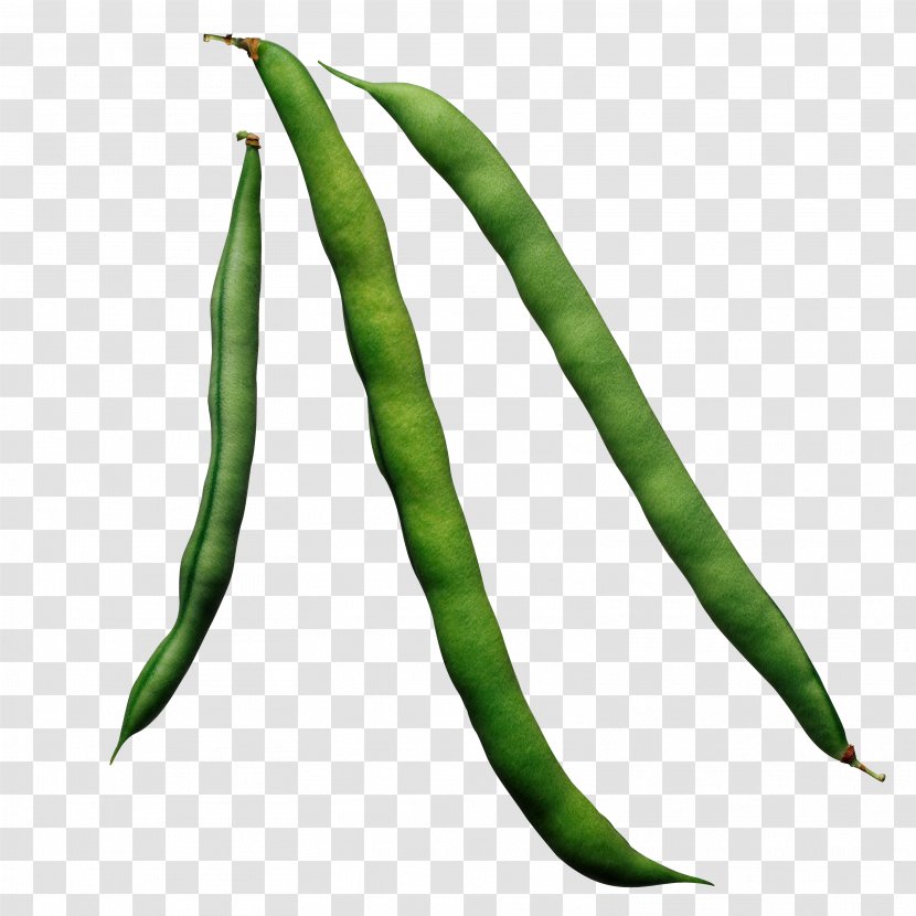 Green Bean Common Vegetable Food - Leaf Transparent PNG