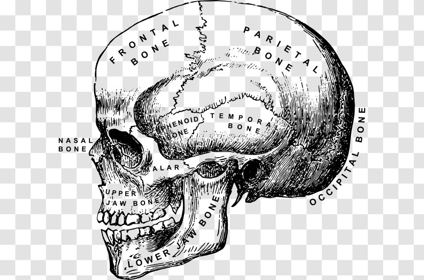 Skull Human Skeleton Anatomy Clip Art - Frame - Side Transparent PNG