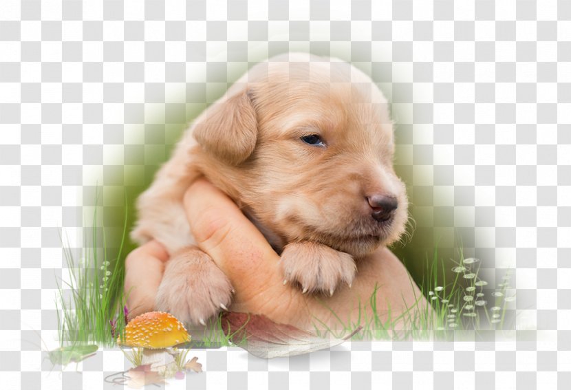 Golden Retriever Labrador Puppy Dog Breed Companion - Litter Transparent PNG