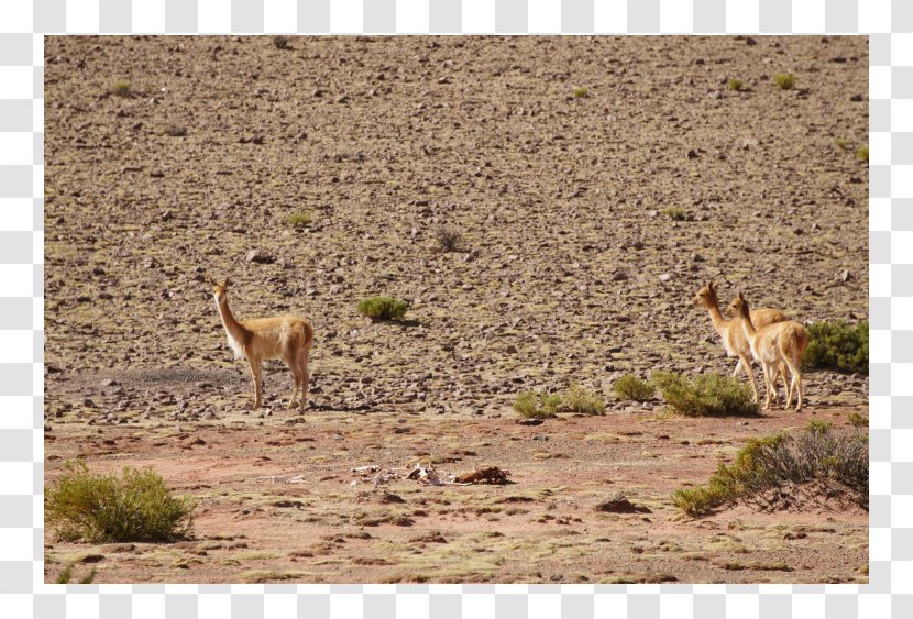 Vicuña Guanaco Nature Reserve Steppe Fauna - Terrestrial Animal - Paracas Transparent PNG