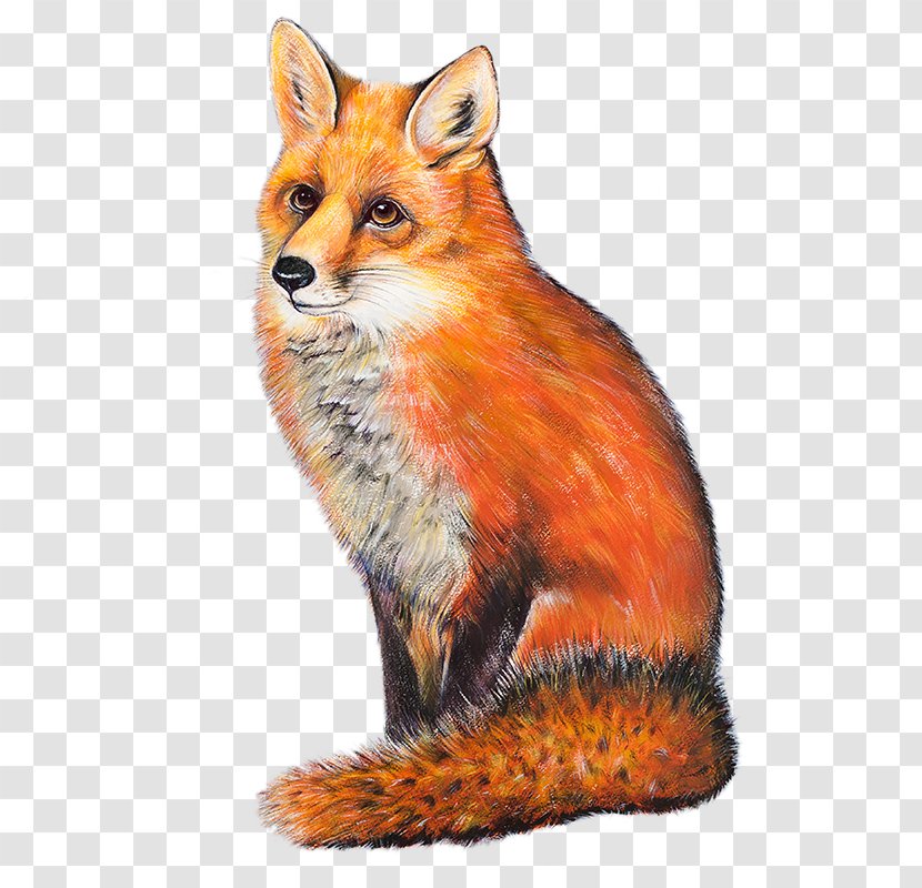 The Red Fox Neston Thornton Hough - Mammal Transparent PNG