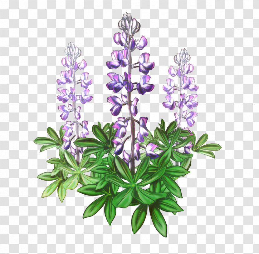 Lavender Background - Plants - Perennial Plant Lupinus Mutabilis Transparent PNG