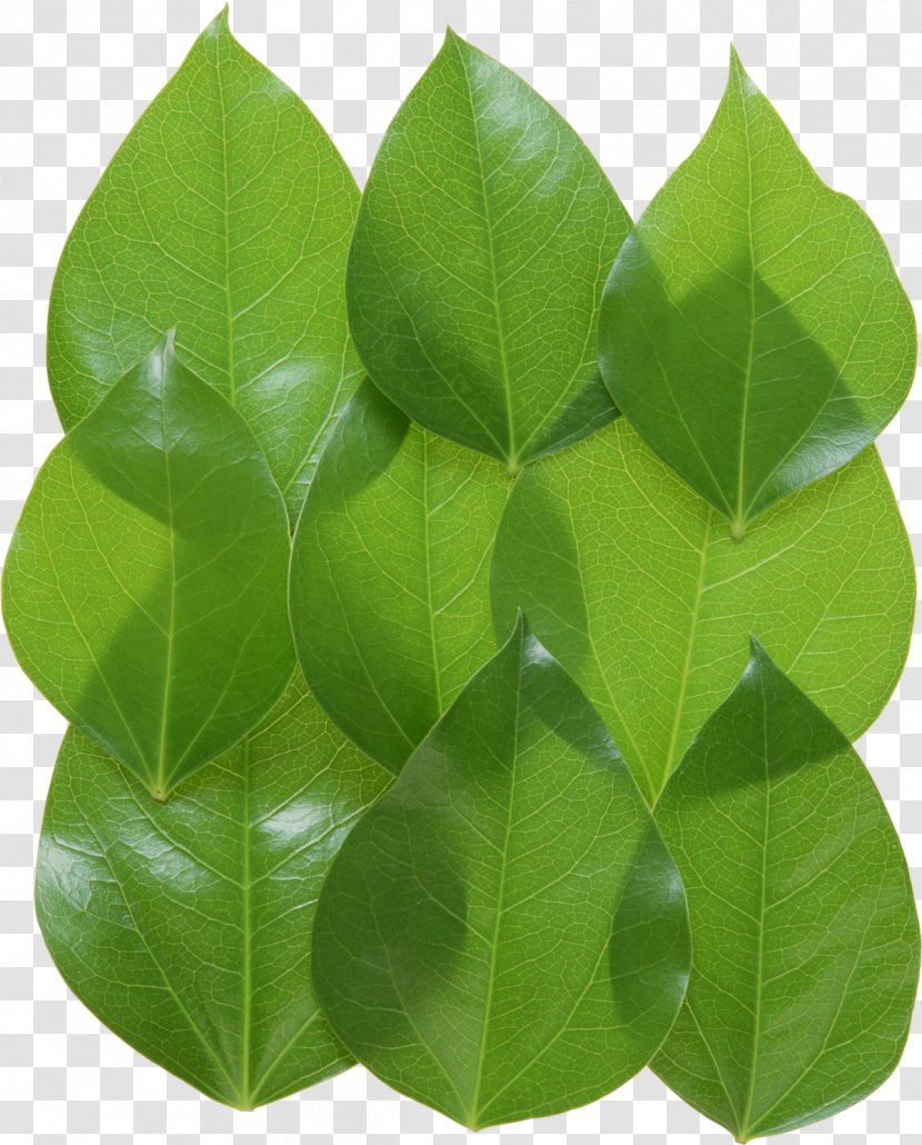 Clip Art - Green - Leaves Transparent PNG
