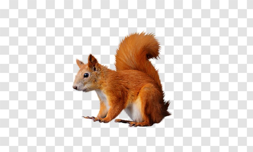 Raster Graphics Tree Squirrels Red Squirrel - Fur Transparent PNG
