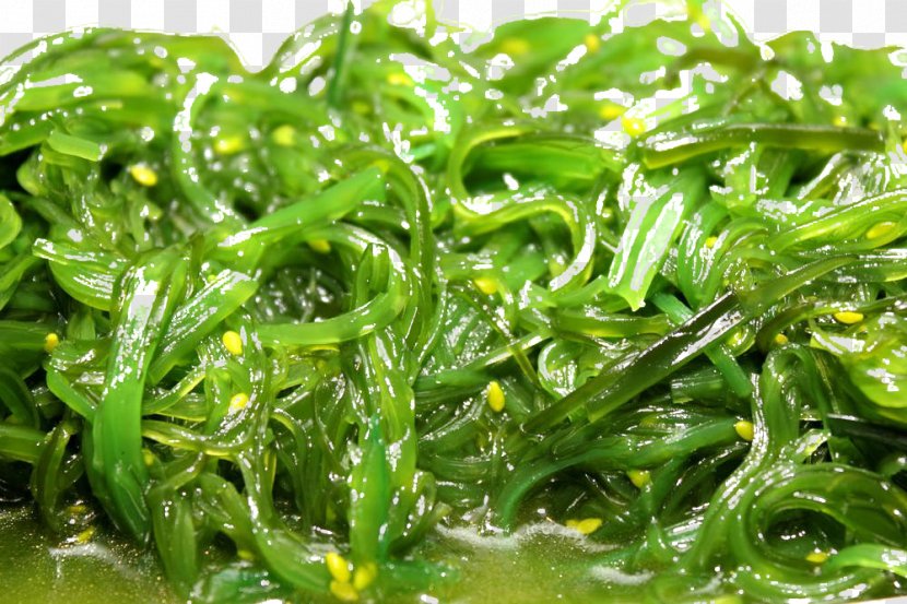 Vegetarian Cuisine Spirulina Algae Vegetarianism Seaweed - Free Downloads Transparent PNG