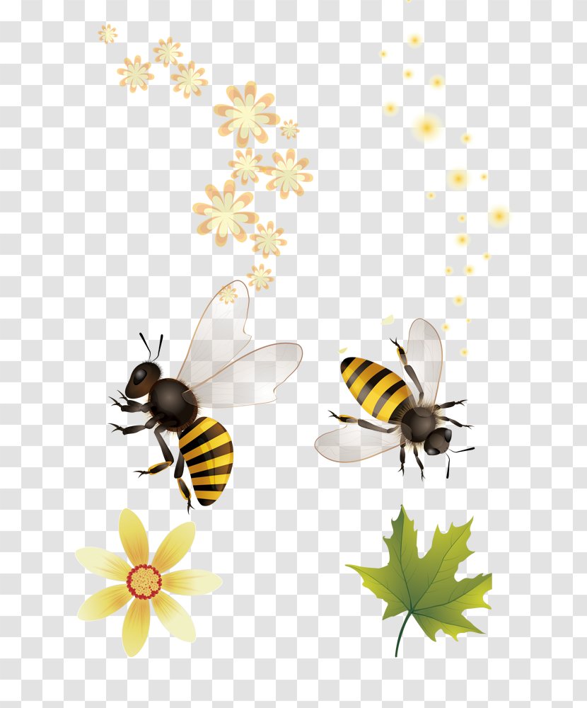 Honey Bee Apidae Nectar - Cuteness - Cute Transparent PNG