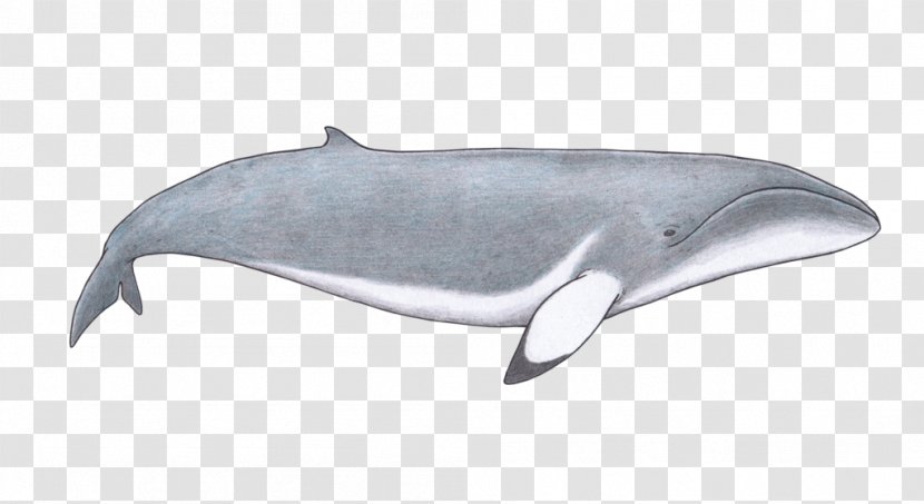 Porpoise Tucuxi Whale Rough-toothed Dolphin Common Bottlenose - Fauna - Jurassic Animals Transparent PNG