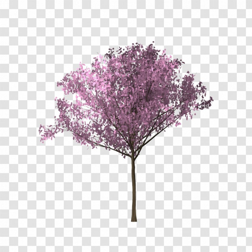 Tree Cherry Blossom Download - Bunga Sakura Transparent PNG