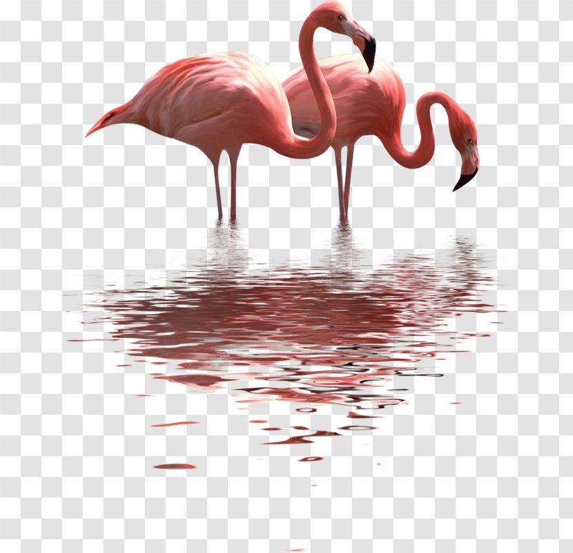 PicsArt Photo Studio Water Bird Image Transparent PNG