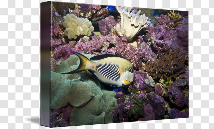 Coral Reef Fish Marine Biology Stony Corals Transparent PNG