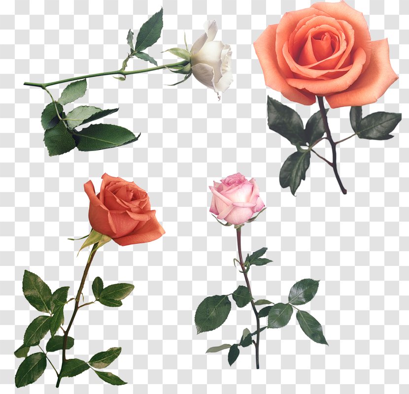 Rose Low Poly Flower Polygon - Flowering Plant Transparent PNG