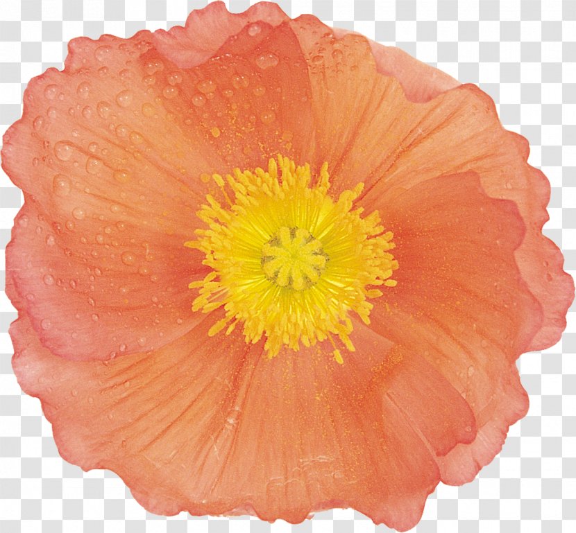 Flower Poppy Painting Google Images - Herbaceous Plant Transparent PNG