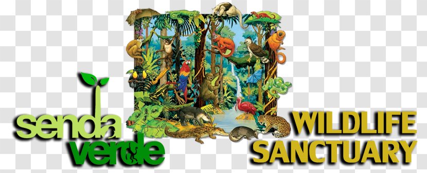 Amazon Rainforest Tropical Drawing Biome - Forest Transparent PNG