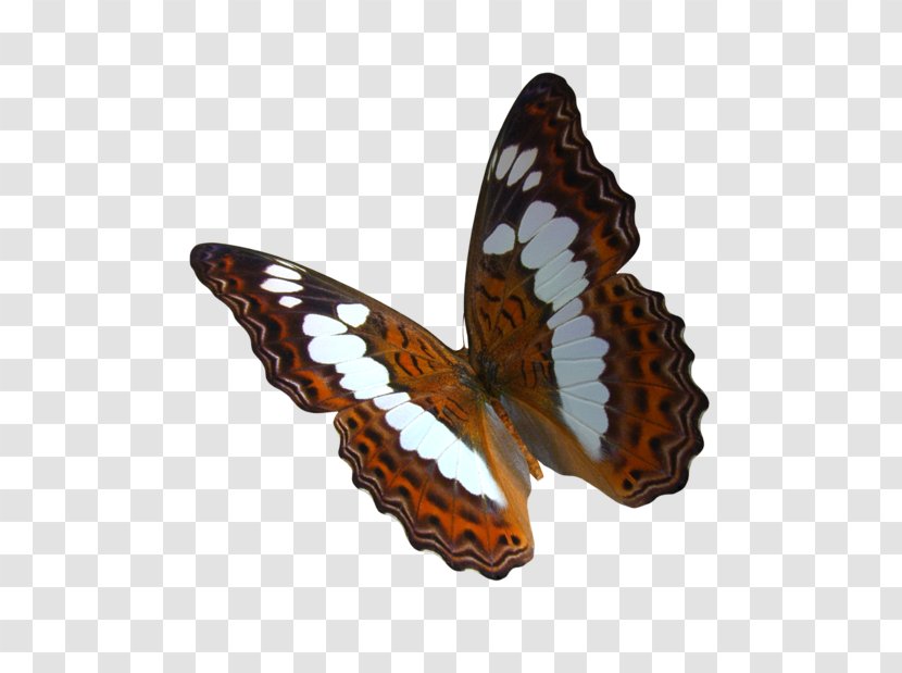 Monarch Butterfly Greta Oto Clip Art - Deviantart - Creative Transparent PNG