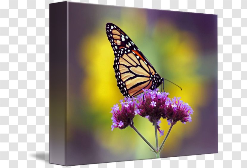 Monarch Butterfly Pieridae Nymphalidae Gallery Wrap - Purple - Glossy Butterflys Transparent PNG