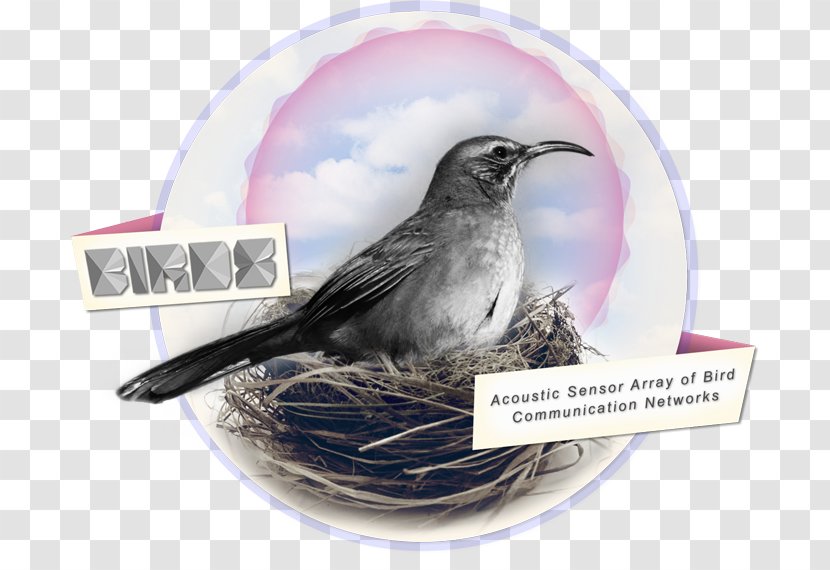 Wren Beak Bird Nest American Sparrows Transparent PNG