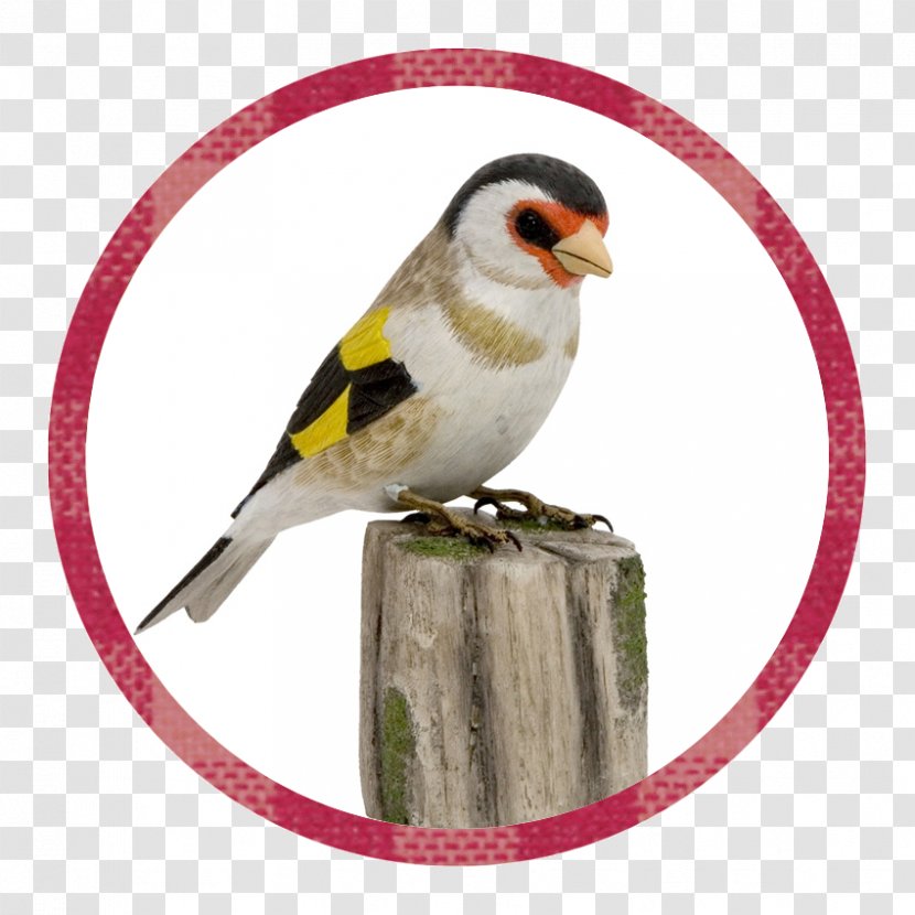 European Goldfinch Vogel Des Jahres The Siskins And New World Goldfinches Naturschutzbund Deutschland - Beak - Finches Transparent PNG
