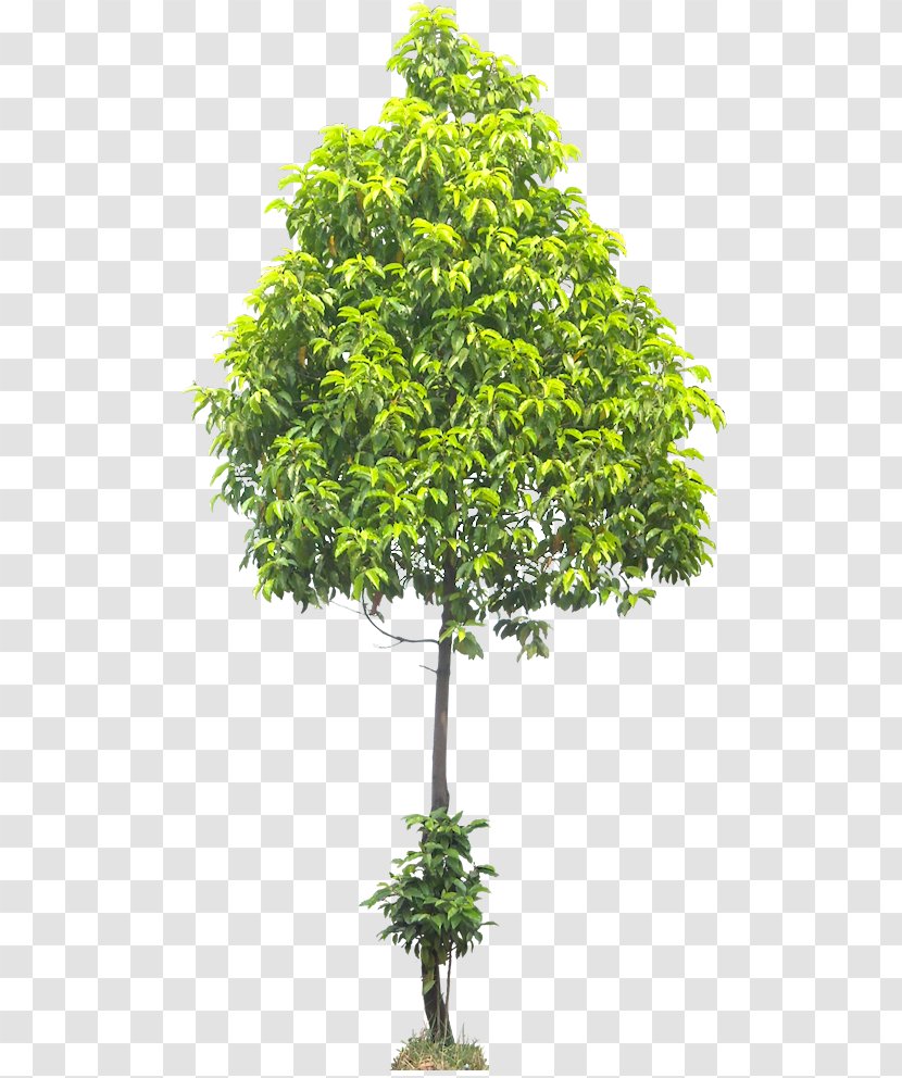Spanish Cherry Tree American Sycamore Fraxinus Americana - Evergreen Transparent PNG