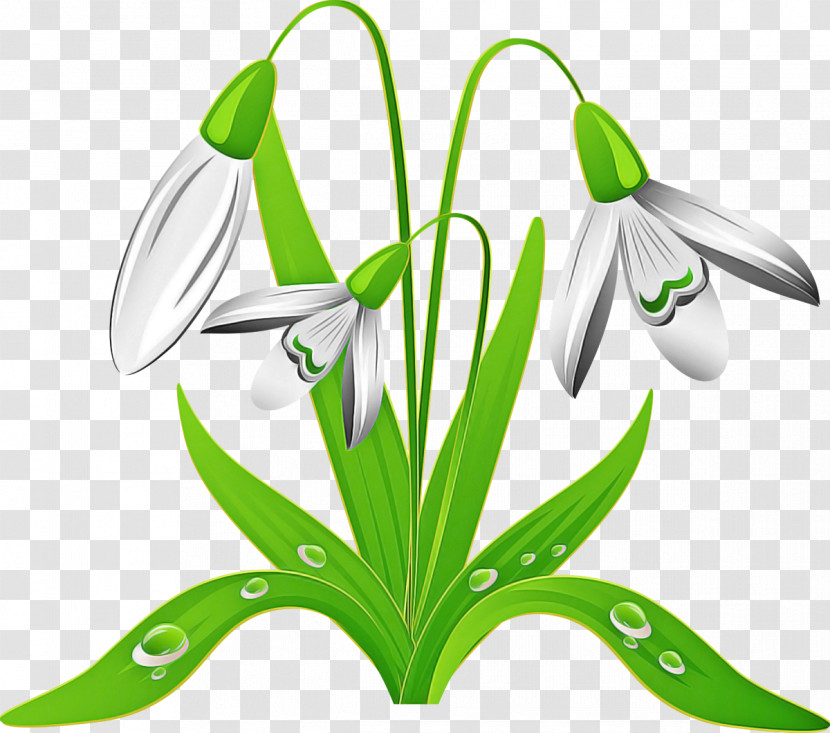 Flower Galanthus Snowdrop Plant Green Transparent PNG