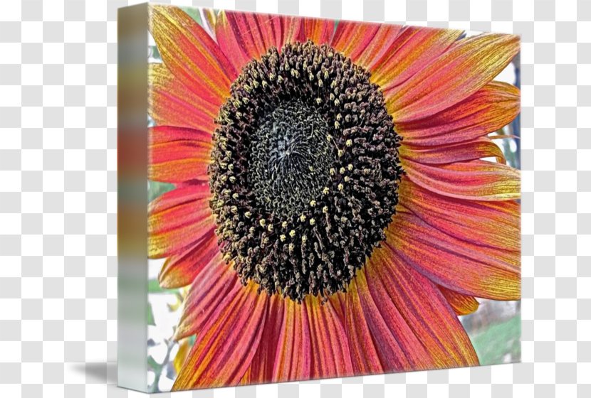 Common Sunflower Seed Transvaal Daisy M Coneflower - Sunflowers - 3D Transparent PNG