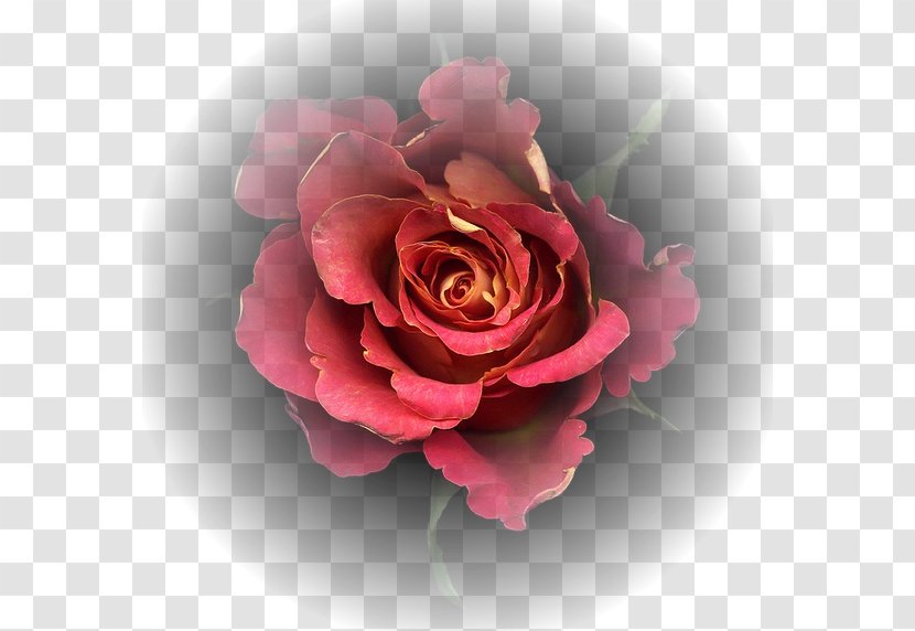 Garden Roses Cut Flowers Cabbage Rose Photography - цветы акварель Transparent PNG