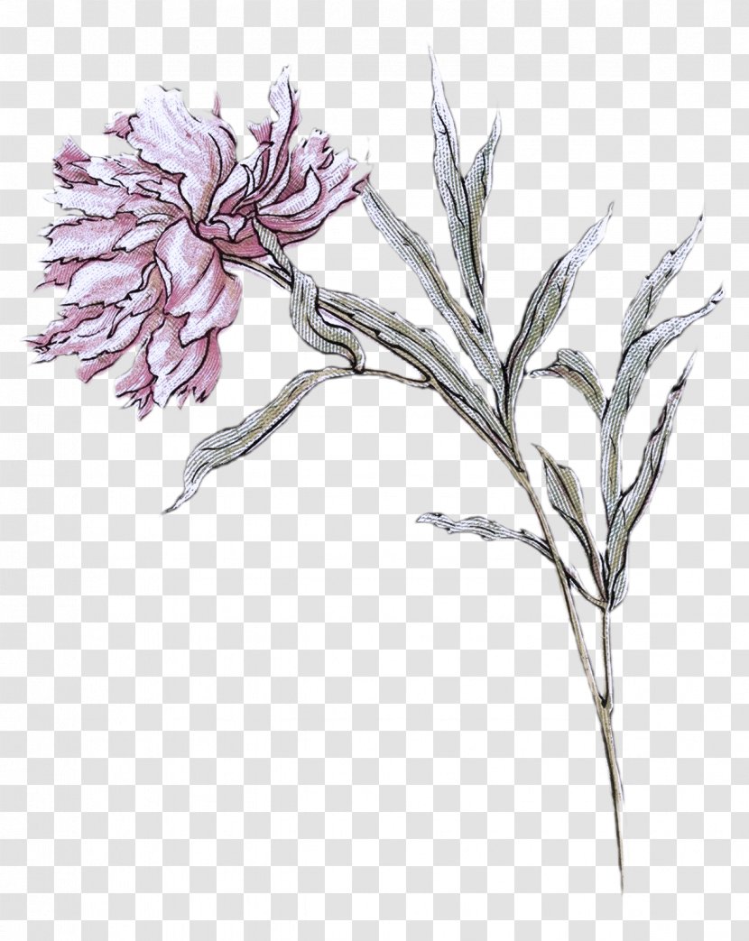 Flower Plant Pedicel Pink Family Drawing - Stem - Dianthus Transparent PNG