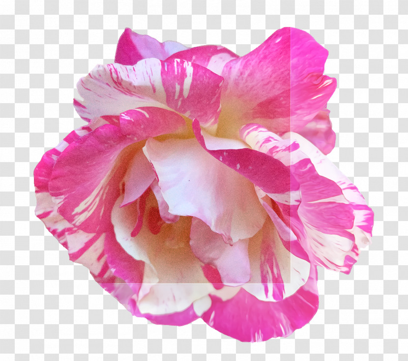 Garden Roses Transparent PNG