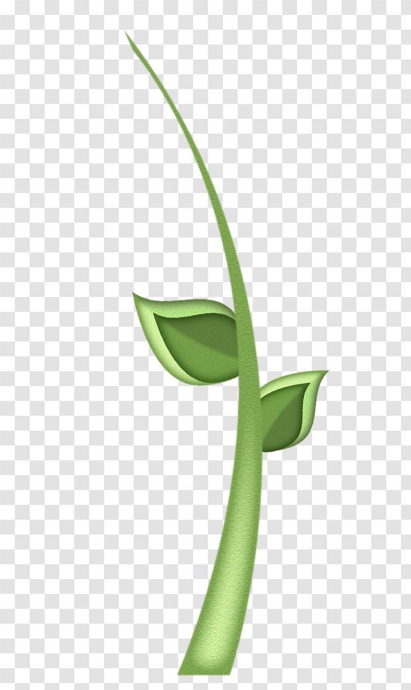 Clip Art Leaf Illustration Image - Flowering Plant Transparent PNG