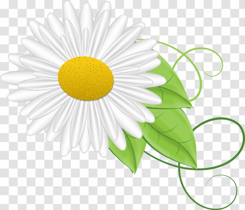 Chamomile YouTube Matricaria - Animation - Mahavir Transparent PNG