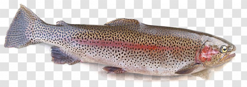 Salmon Cutthroat Trout Rainbow Fishing Transparent PNG