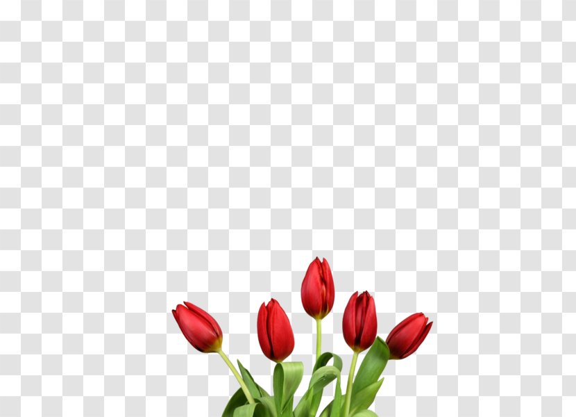 Tulip Flower Bouquet Red Clip Art - Petal Transparent PNG