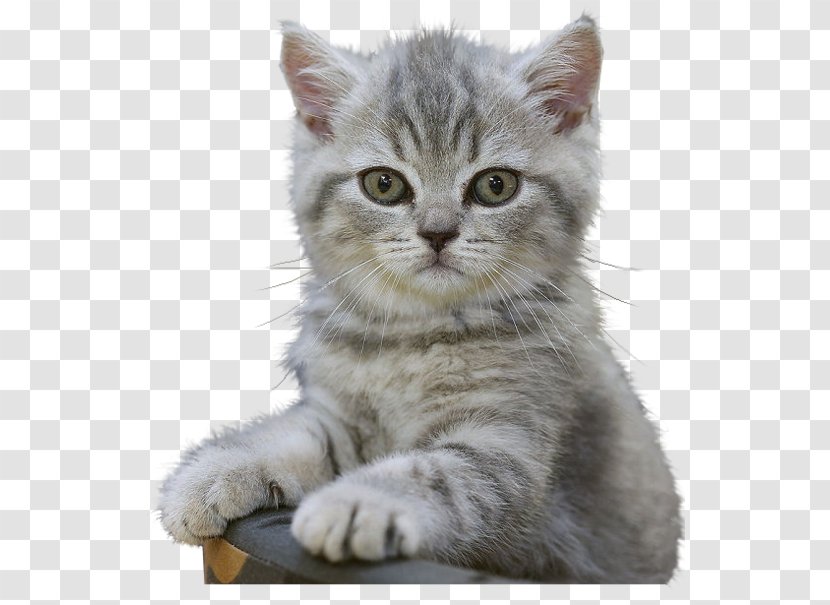 Animated Film Blog Morning - American Shorthair - Whiskers Transparent PNG