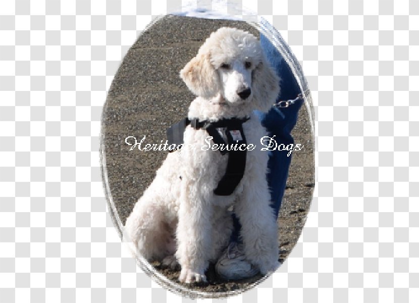 Standard Poodle Miniature Toy Cockapoo Goldendoodle - Lagotto Romagnolo - Puppy Transparent PNG